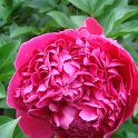 Paeonia lactiflora 'Felix Crousse' fleur
